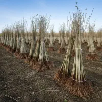 فرصت سرمایه‌گذاری سبز  تخفیف فوق‌العاده نهال صنوبر