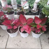 کادوی شب یلدا قیمت مناسب