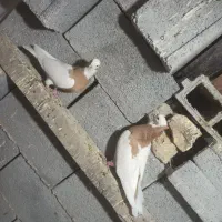 طوقی سپیدان|پرنده|سپیدان, |دیوار