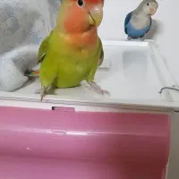 طوطی برزیلی|پرنده|شیراز, جوادیه|دیوار