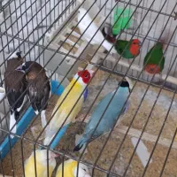 چهار جفت گلدین اماده|پرنده|قم, سید معصوم|دیوار