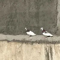 کبوتر