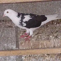 کفتر