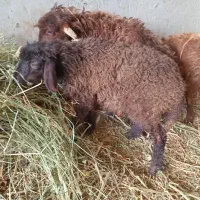 بره میش بز بزغاله|حیوانات مزرعه|اصفهان, دهنو|دیوار