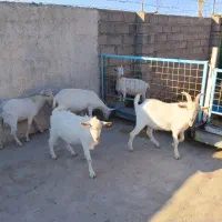 چند راس بز سانن فروشی