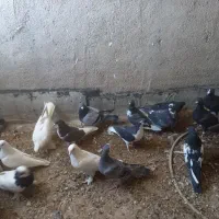 کفتر|پرنده|شیراز, دینکان|دیوار