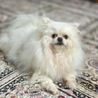 پامرانین خرسی|سگ|یزد, |دیوار