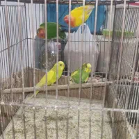 فروش دوجفت مرغ عشق و دوعدد فیشر|پرنده|رشت, جماران|دیوار