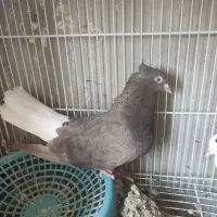 اشعل دم سفید