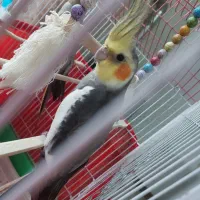 عروس هلندی نر(خاکستری)|پرنده|تنکابن, |دیوار