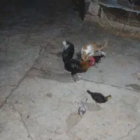 خروس محلی ۵۰۰ تومن|حیوانات مزرعه|مسجد سلیمان, |دیوار