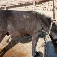 قاطر نر یک سال و ۸ ماهه|حیوانات مزرعه|شیروان (خراسان), |دیوار