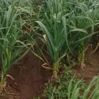 سیر فردا برداشت