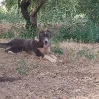 سگ گله ای|سگ|زاینده رود, |دیوار