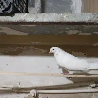 سفید شمرونی