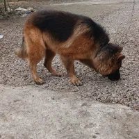 سگ ژرمن شپرد نر|سگ|رشت, کوی امام رضا|دیوار