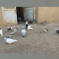 کفتر کبوتر