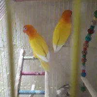 جفت کوتوله برزیلی مولد