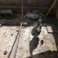 حیوانات مزرعه