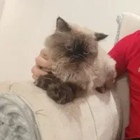 گربه پرشین|گربه|تربت‌حیدریه, پائین ولایت|دیوار