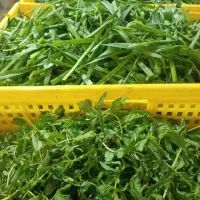 سبزی پاک شده شسته شده