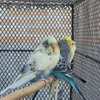 مرغ عشق|پرنده|مبارکه, |دیوار