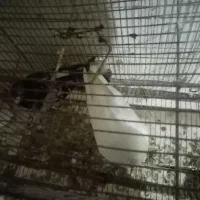 کفترسار و سبز|پرنده|مشهد, سجادیه|دیوار