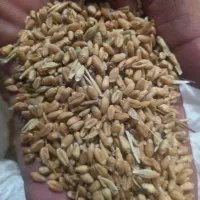 گندم خریدارم درمحل شما