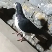 کبوتر طوقی و ساده ماده|پرنده|تربت‌حیدریه, طالقانی|دیوار