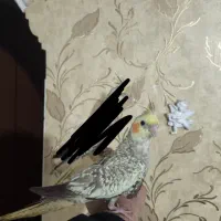 عروس هلندی دو ساعت پیش از خونه فرار کرده|حیوانات|مشهد, شهرک امام هادی (شهرک غرب)|دیوار