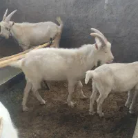 نربز سانن 9 ماهه|حیوانات مزرعه|بردسیر, |دیوار