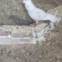 کله سفید. هفرنگ