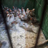 فنج|پرنده|سیرجان, |دیوار