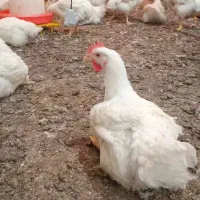 فروش مرغ زنده وپاک شده خریدمستقیم از تولیدکننده