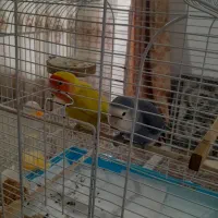 طوطی برزیلی مولد