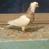 ستا طوقی خوب|پرنده|برازجان, |دیوار