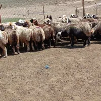 حیوان|حیوانات مزرعه|سمیرم, |دیوار