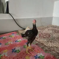جوجه لاری اشامو