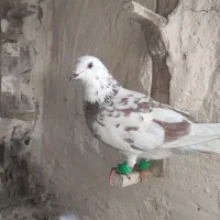 کبوتر|پرنده|پاوه, |دیوار