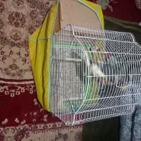 طوطی هلندی نر و ماده