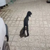 بره ماده بختیاری