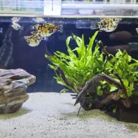 بار بزرگ ماهی آکواریوم از اندونزی رسید|ماهی|همدان, |دیوار