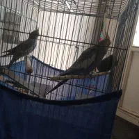 عروس هلندی نر وماده