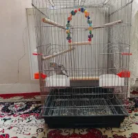 عروس هلندی و قفس بزرگ