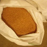 گندم بذری مهرگان|عمده‌فروشی|آبدانان, |دیوار