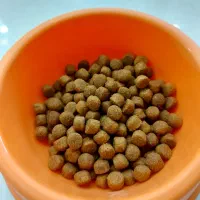 غذای خشک گربه عقیم شده رفلکس|لوازم جانبی حیوانات|اصفهان, باغ زرشک|دیوار