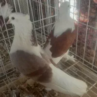 فروش پشت سرخ بوشهری