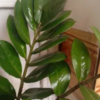 زاموفیلیا و دیفین