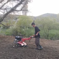 شخم زدن باغات دور درختان و زمین کشاورزی با تیلر