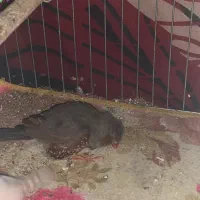 دو عدد مرغ عشق و دو عدد فنچ|پرنده|نکا, |دیوار